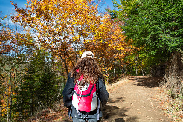 The Beech Route in Manteigas is a hidden treasure in the heart of the stunning Serra da Estrela mountain range.