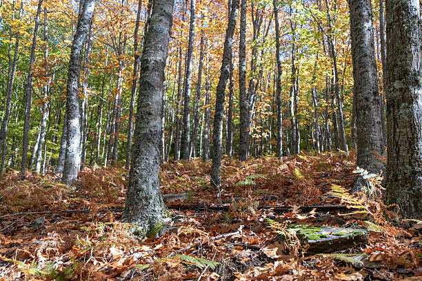 The Beech Route in Manteigas is a hidden treasure in the heart of the stunning Serra da Estrela mountain range.