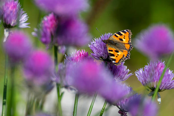 Tortoiseshell butterfly on chive flowers,