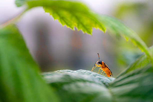 Athalia rosae,  turnip sawfly in green tunnel , ethereal feeling, cabbage leaf sawfly, beet sawfly, turnip tigress.