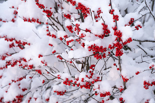 istock Winterberry buried in snow 2254099007