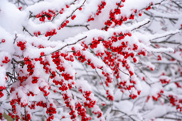 istock Winterberry during snowstorm 2254099017