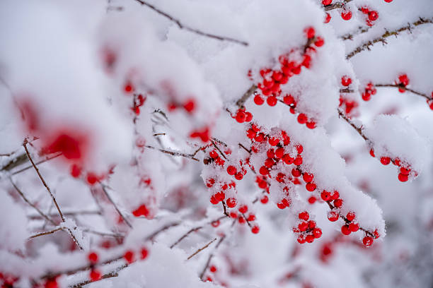 Winterberry buried in snow
