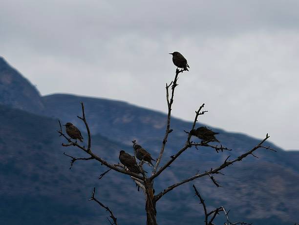 Solitary sparrow perched on highest branch beneath overcast sky, watchful sentinel surveying valley