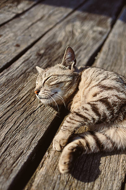 A calm and content tabby cat lounges comfortably on a rustic wooden deck, basking in the warm sunlight while embodying pure feline relaxation and outdoor tranquility