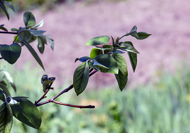 Young spring leaves on a branch. Minimalistic quince branches. Cydonia in early the spring. Blurred background.