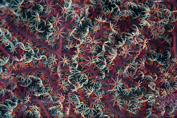 istock Detail of Beautiful Gorgonian Polyps 2254100401