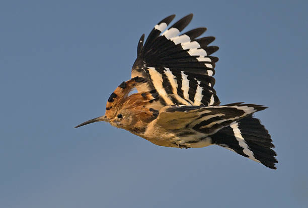 istock Eurasian Hoopoe in flight against blue sky 2254100409