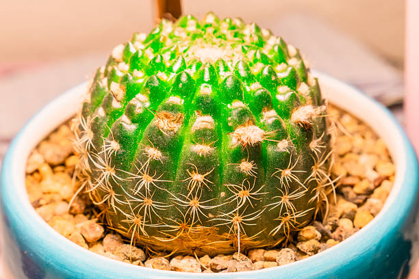 Cactus in a pot, close-up, macro shot