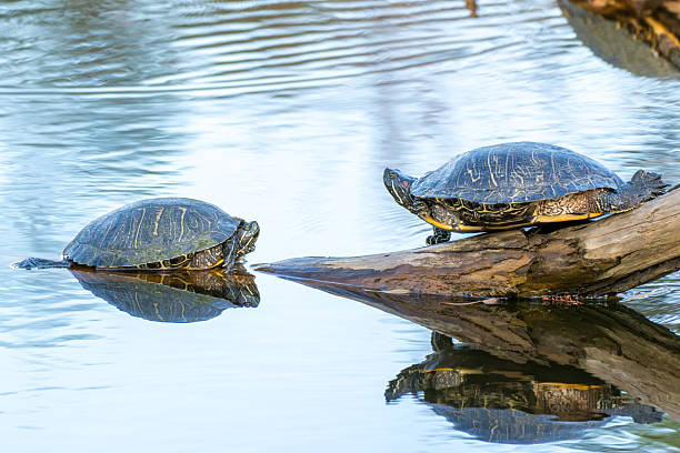 istock A turtle in close-up on the water 2254100913