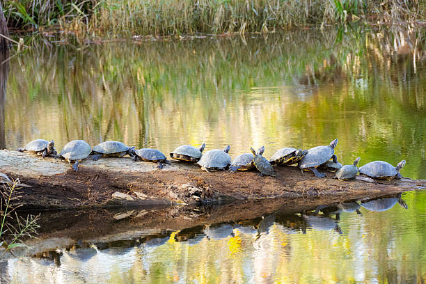 istock Many turtles are sitting in the sun 2254100916