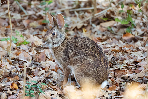 istock A large wild hare in close-up 2254100922