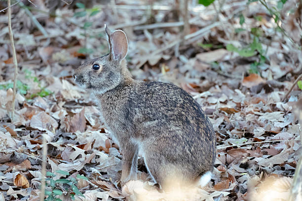 istock A large wild hare in close-up 2254100924