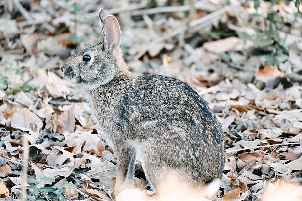 istock A large wild hare in close-up 2254100928