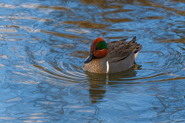 istock Male Green-winged Teal 2254100978