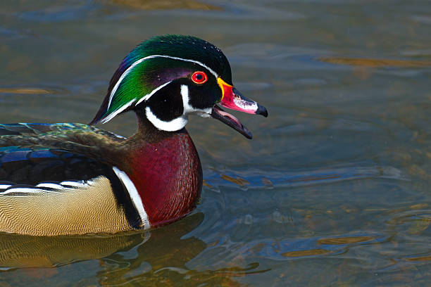 Close up of a male wood duck