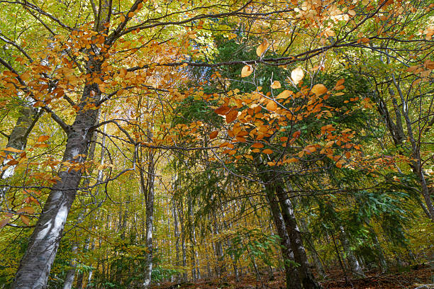 The Beech Route in Manteigas is a hidden treasure in the heart of the stunning Serra da Estrela mountain range.