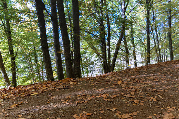 The Beech Route in Manteigas is a hidden treasure in the heart of the stunning Serra da Estrela mountain range.