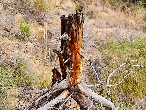Weathered tree stump and exposed roots, sunlit dry grass, cracked bark and rugged texture, atmosphere of quiet