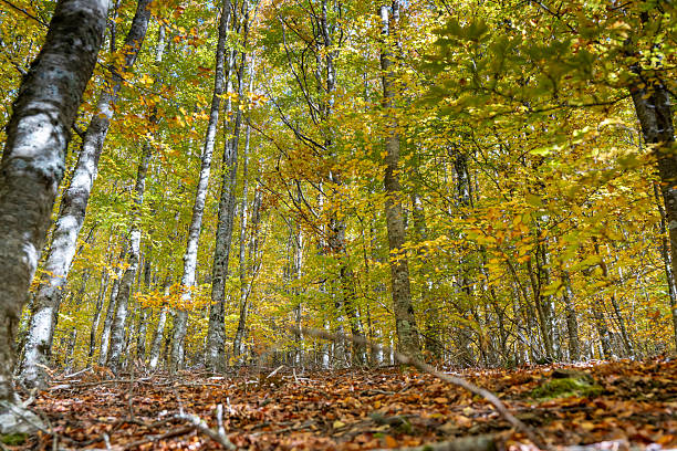 The Beech Route in Manteigas is a hidden treasure in the heart of the stunning Serra da Estrela mountain range.