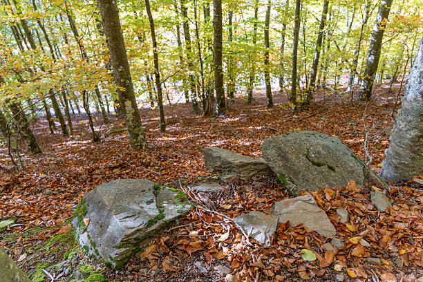 Montseny Natural Park in the fall with all colours of trees in Catalonia (Spain)