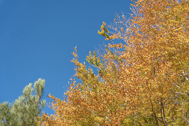 The Beech Route in Manteigas is a hidden treasure in the heart of the stunning Serra da Estrela mountain range.
