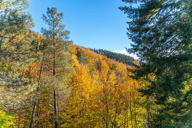 istock The Beech Tree Route in Manteigas. 2254101841