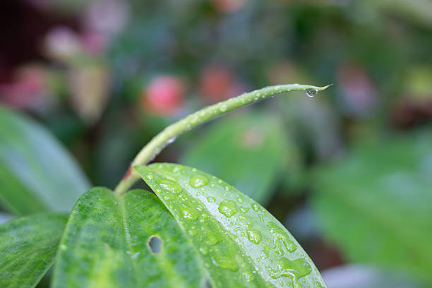 Macro of a Curving Green Leaf Bud with Fresh Raindrops