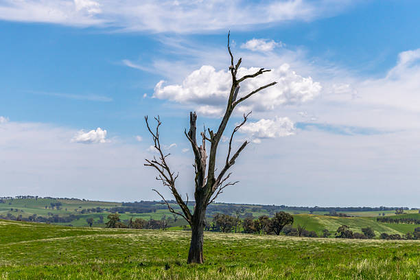 Road trip through the rural countryside around Lyndhurst, Mandurama and Carcoar in the Blayney Shire of the Central West region of NSW, Australia