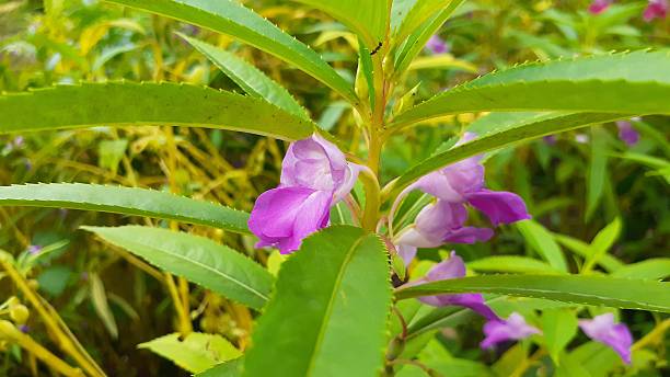 istock Impatiens balsamina flower 2254104598