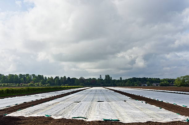 istock a plastic sheet covered agricultural field 2254104664