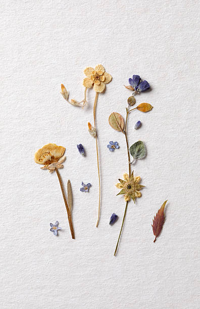 Dried wildflower arrangement on white paper
