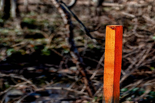 istock A rural wilderness area in winter. 2254106899