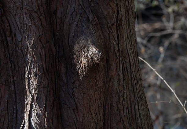 Tree trunk with it's shadow on the wall behind.