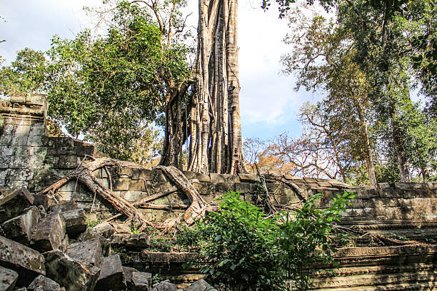Ancient temple ruins in Ta Phrom Angkor Cambodia