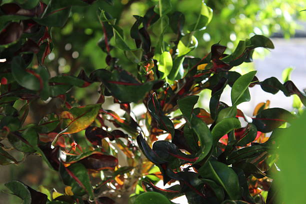 istock Croton tree leaves illuminated in an epic way by sunlight in a public garden 2254110595