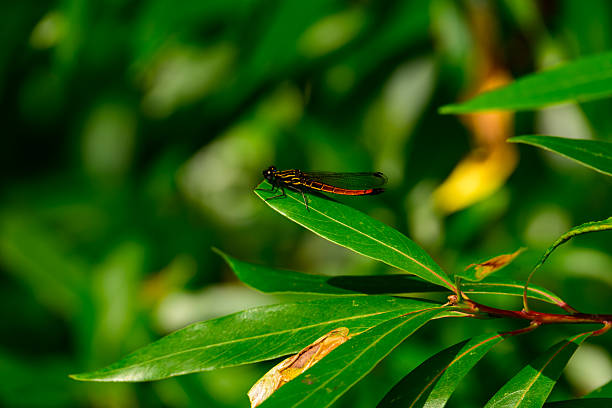 A yellow and black dragonfly rests on a broad green leaf, its striking color pattern and intricate wing veins captured in sharp detail.