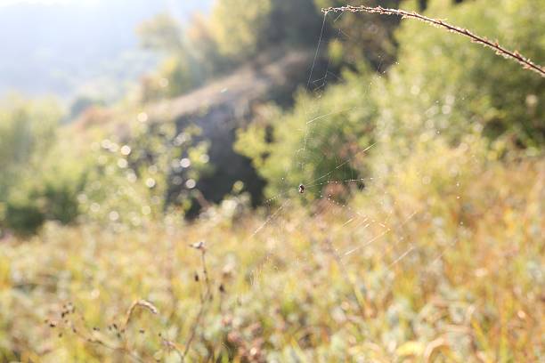 Empty cobweb on plant in meadow, closeup