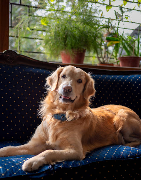 istock Maximus, the golden retriever 2254111986