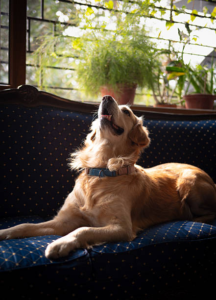 istock Maximus, the golden retriever 2254112000