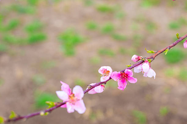 Delicate pink peach blossoms adorn tree branches against a backdrop of blurred green lawn, symbolizing spring.