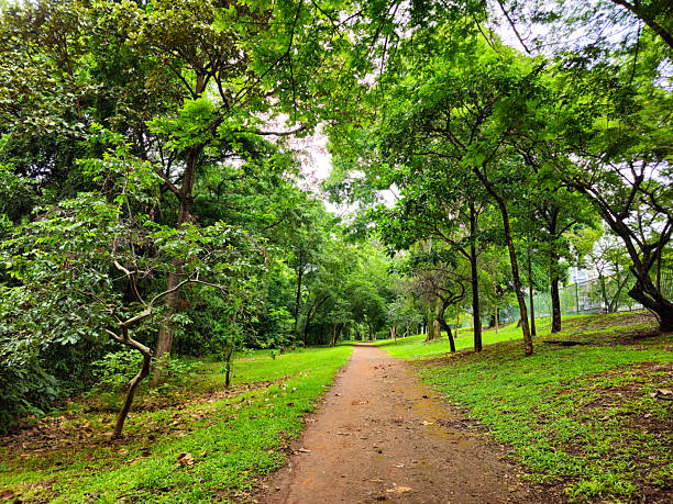 istock Tree-Lined Path in a Brazilian Urban Forest Park 2254112484