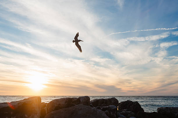 Pelican flying across rocky beach at sunset in Tampa, Florida, United States