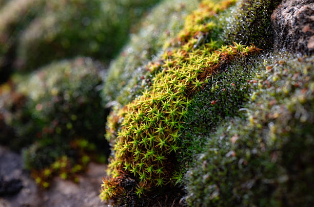 istock Lush Green Moss on Rock Surface Macro Photography 2254112885
