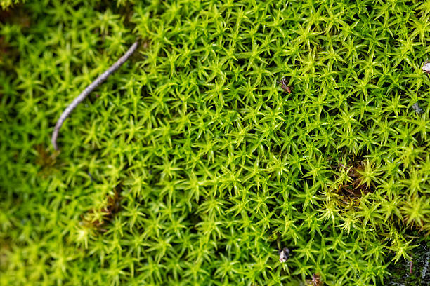 Macro of Fresh Green Moss Growing in Espanya la Vella, Comunitat Valenciana, Spain