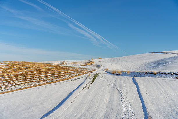 Withered plants on the snow-covered grassland