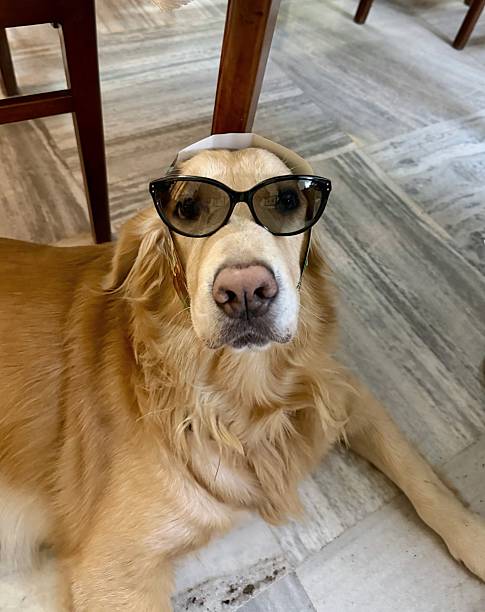 istock Stylish golden retriever 2254113094