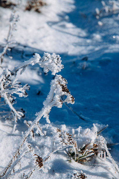 Frost Covered Wild Plant in Winter Light in Lviv, Lviv Oblast, Ukraine