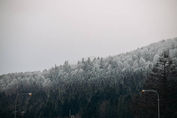 Spruce forest covered with white snow. Village in Transcarpathia Ukraine, Europe. Winter Carpathian Mountains view scenic landscape. Snowy pine fir trees. Cold foggy day in the Carpathians.