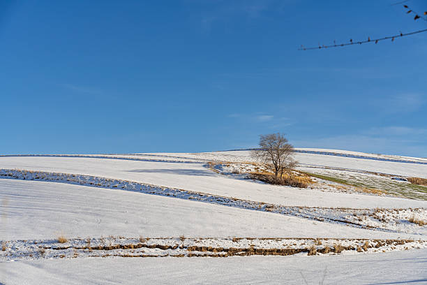 Landscape of the Jura vineyards in winter. The sloping vines in Menetru the vineyard come out of the snow.
